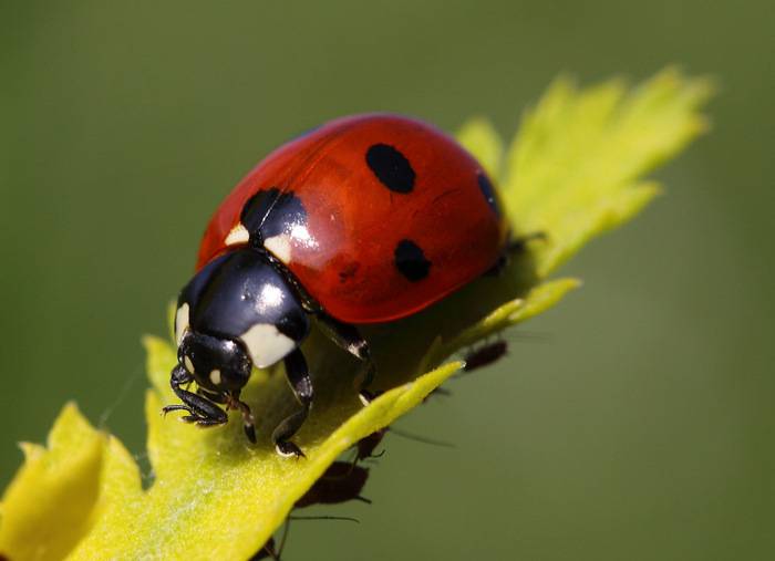 Postgraduate Certificate in Ecological Survey Techniques | Oxford ...