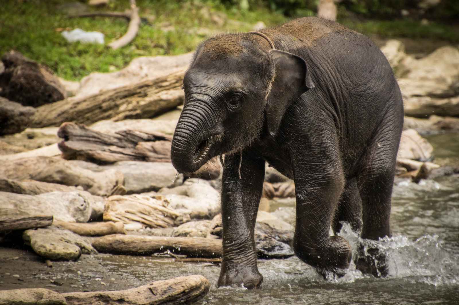 massive-aerial-elephant-survey-is-critical-for-conservation-nexus