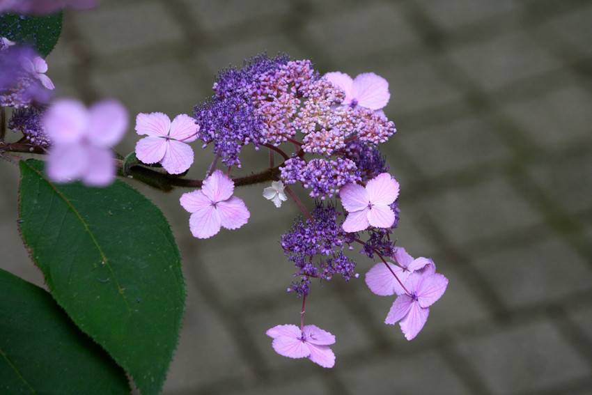 Hydrangea